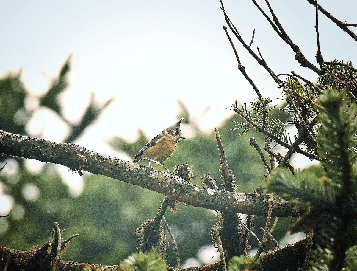 Gray-crested Tit - ML625359869