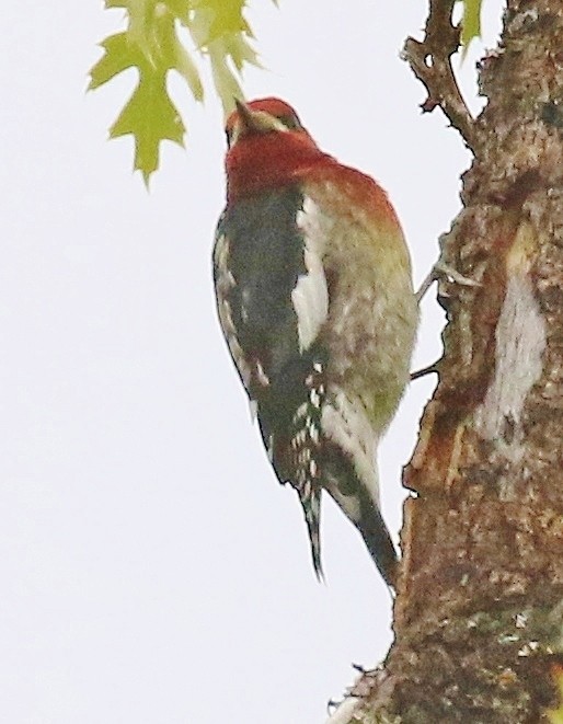 Red-breasted Sapsucker - ML625359870