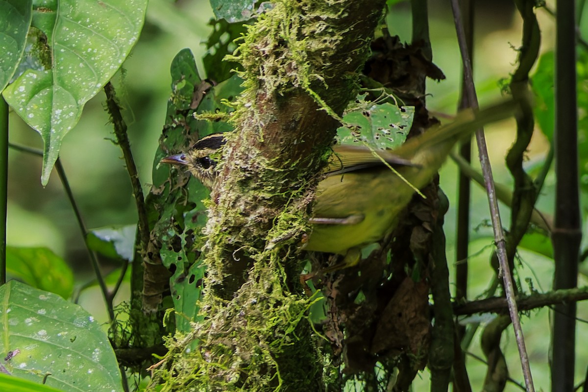 Three-striped Warbler - Frank Dietze