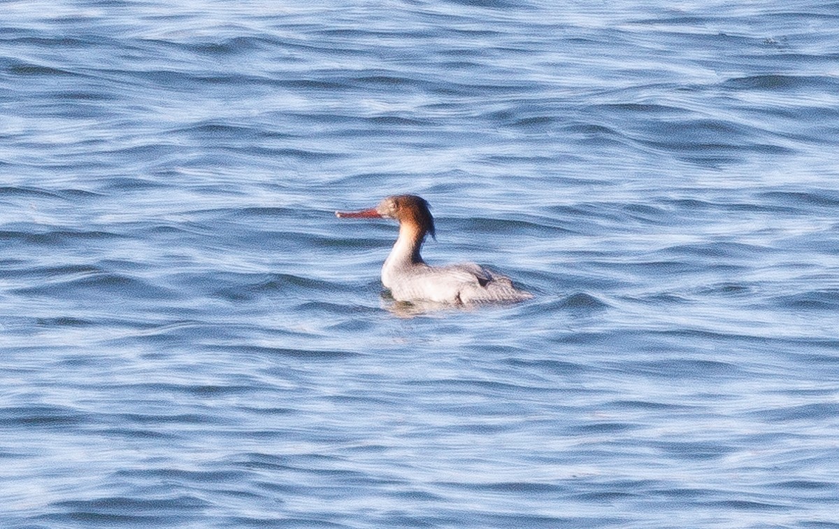 Red-breasted Merganser - J Smith