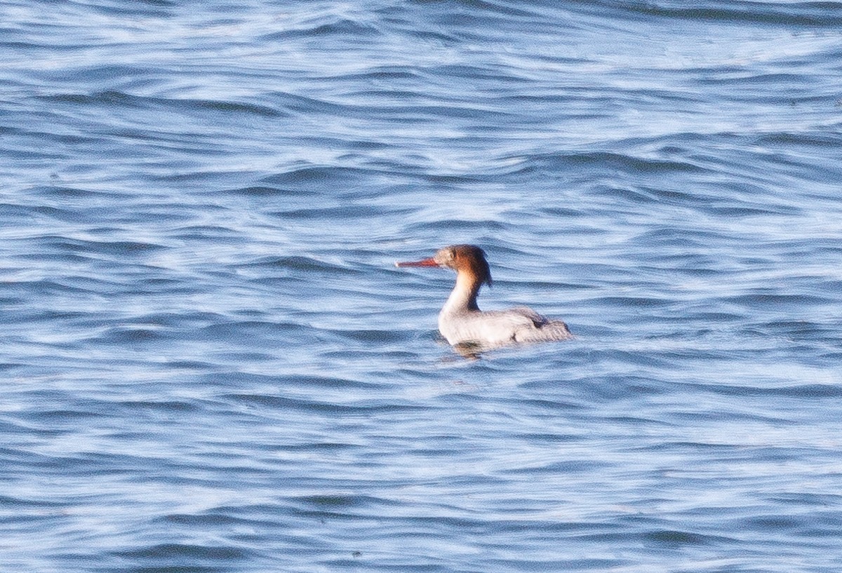 Red-breasted Merganser - J Smith