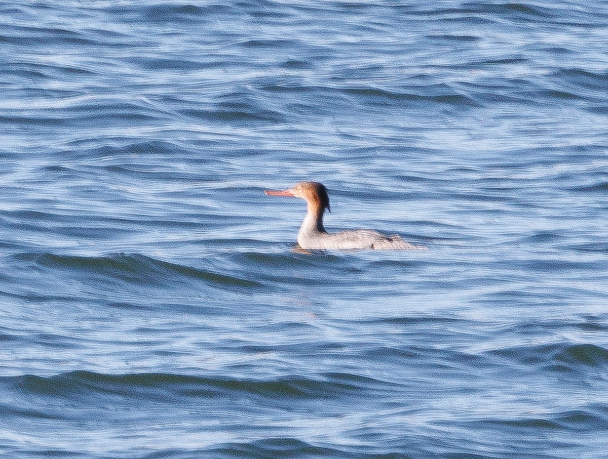 Red-breasted Merganser - J Smith