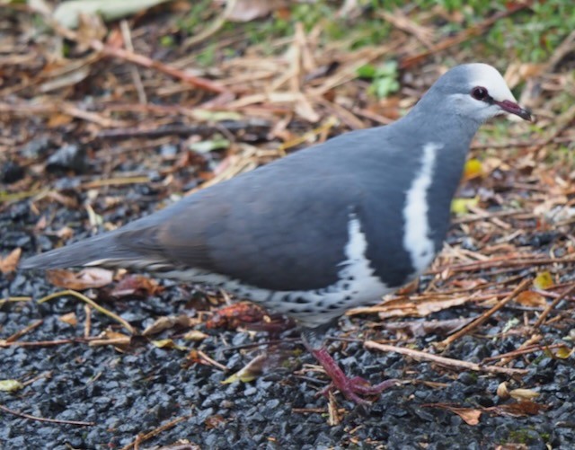 Wonga Pigeon - ML625359985