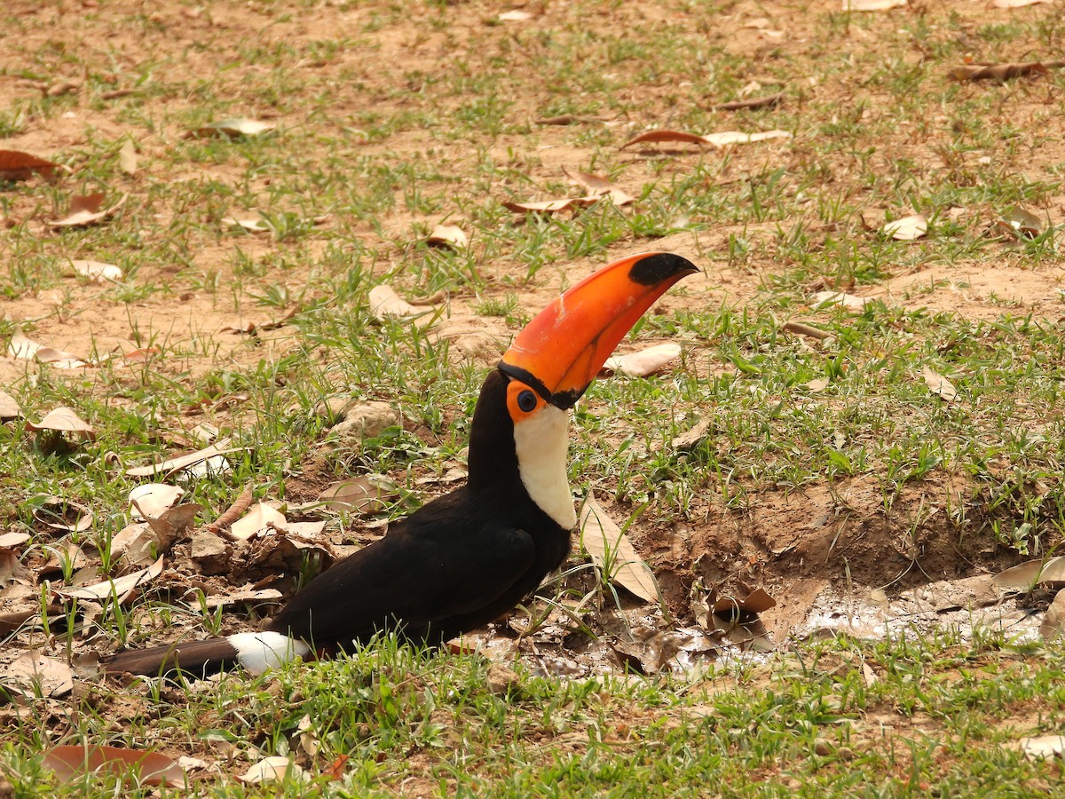 Toco Toucan - ML625360016