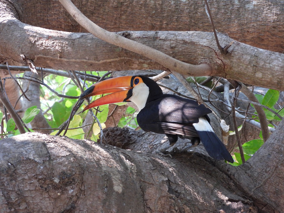 Toco Toucan - ML625360041