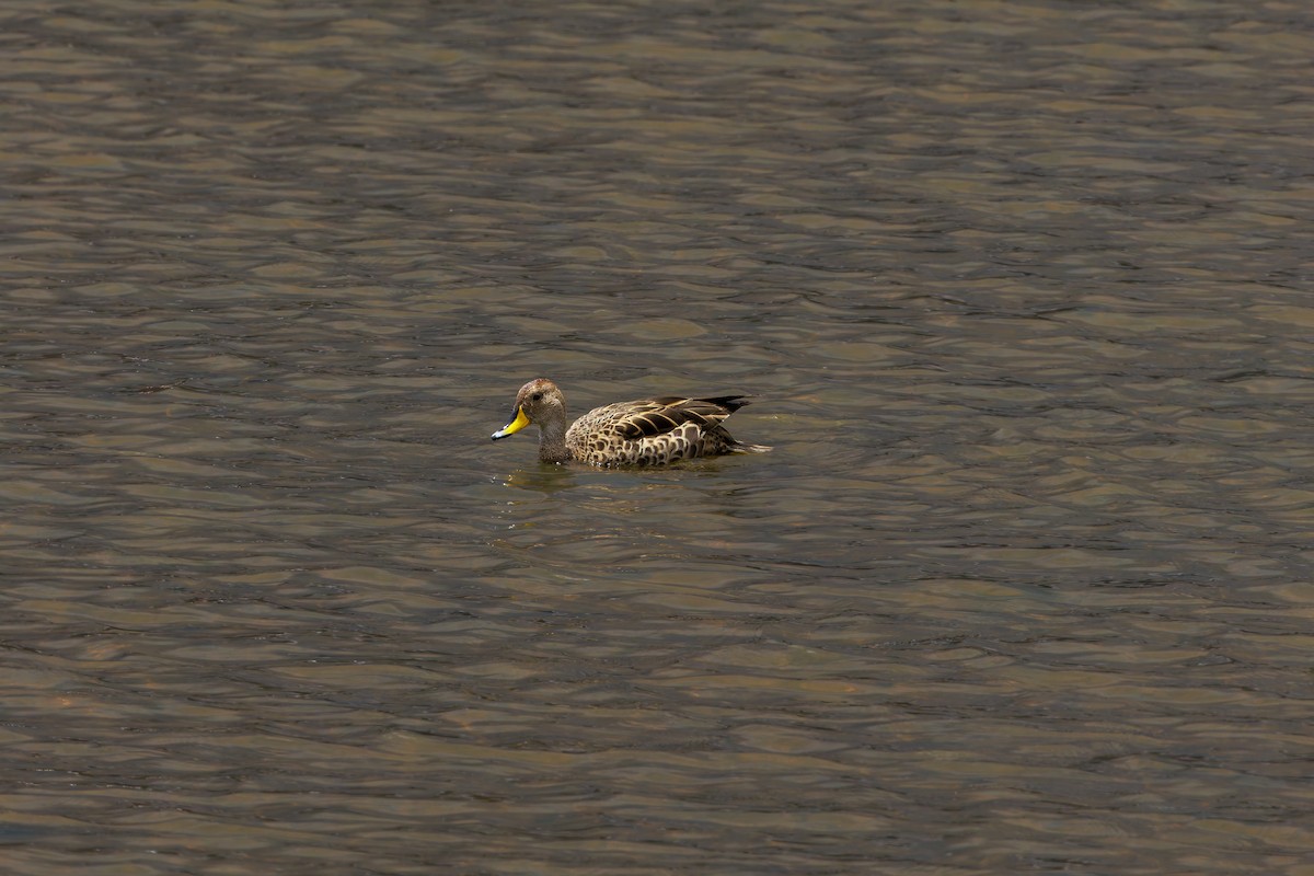 Yellow-billed Pintail - ML625360158