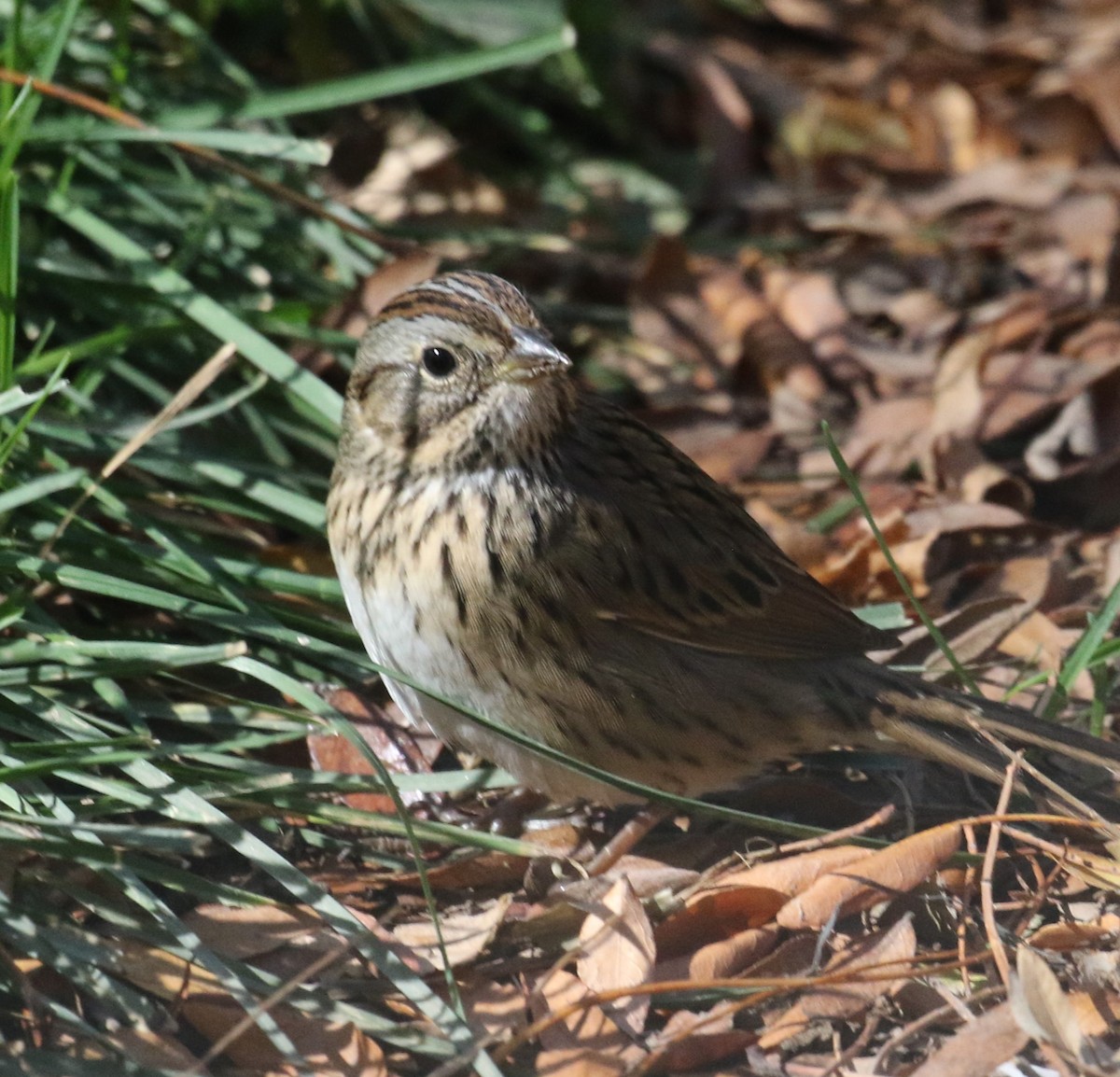 Lincoln's Sparrow - ML625360161