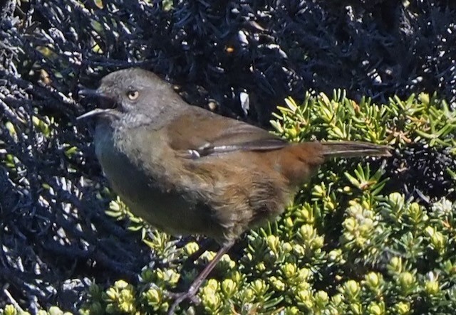 Tasmanian Scrubwren - ML625360286