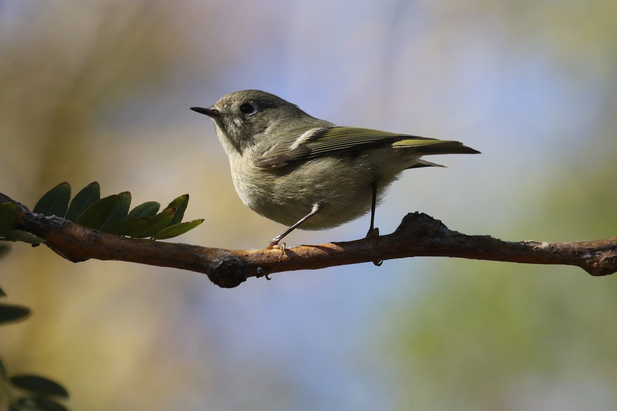 Ruby-crowned Kinglet - ML625360288