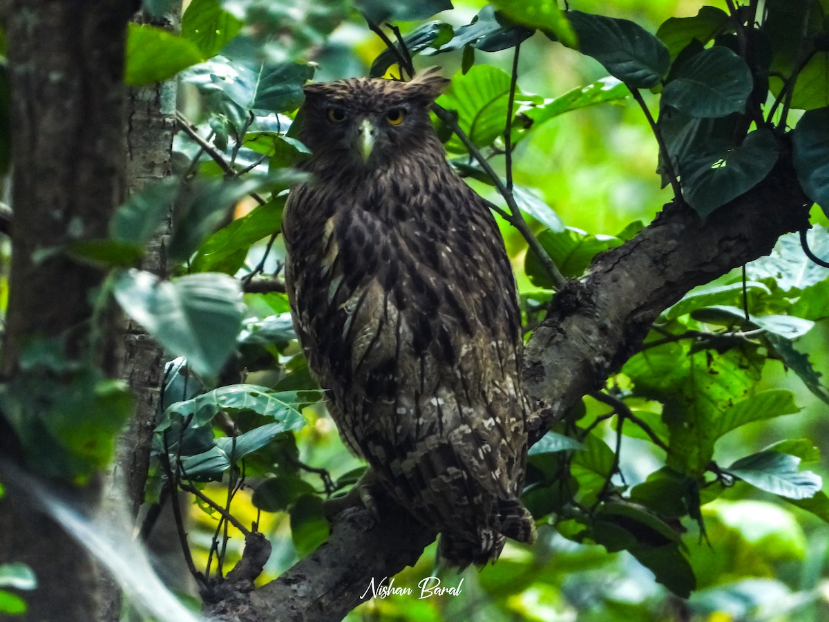 Brown Fish-Owl - ML625360330