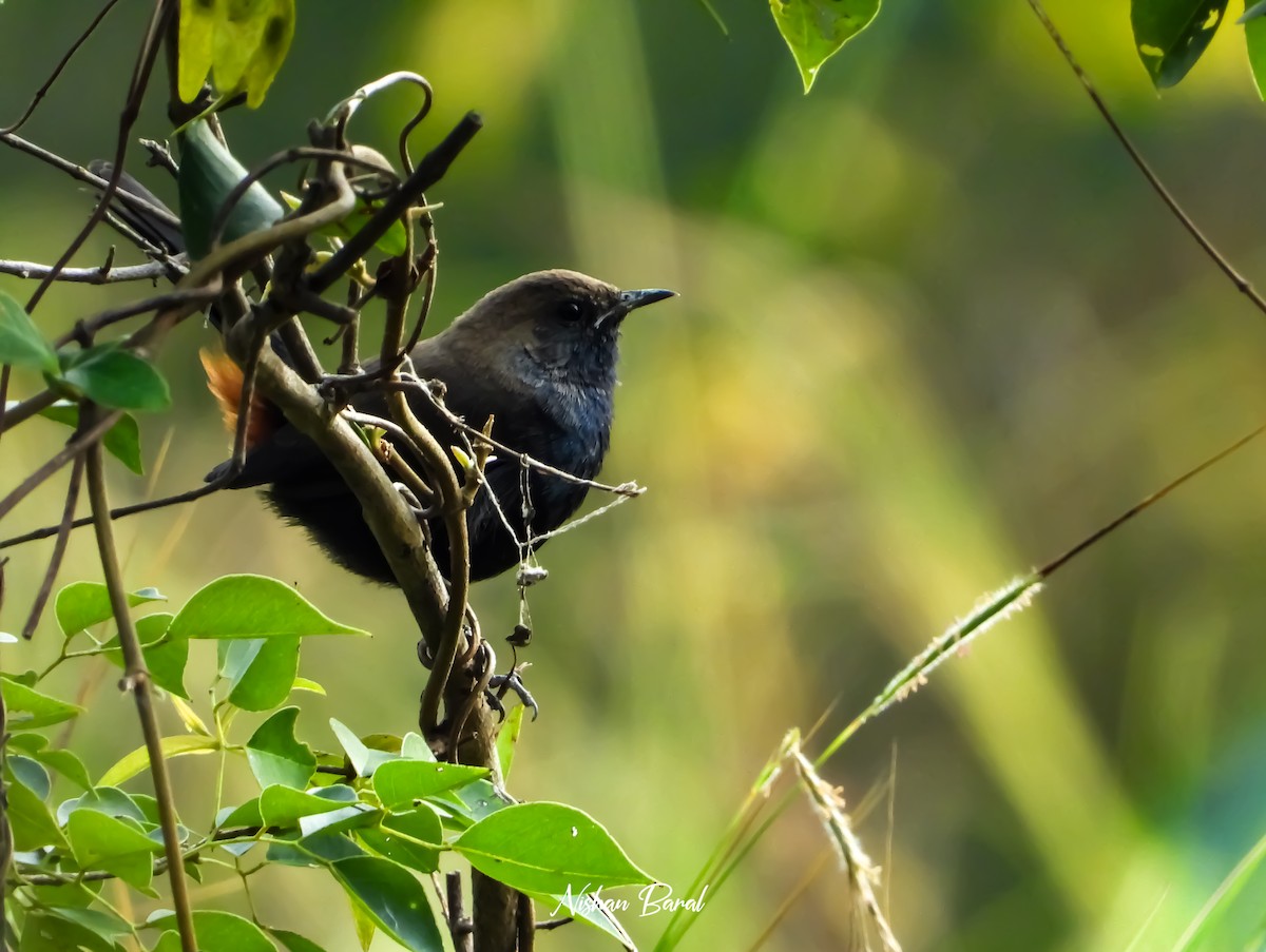 Indian Robin - ML625360337