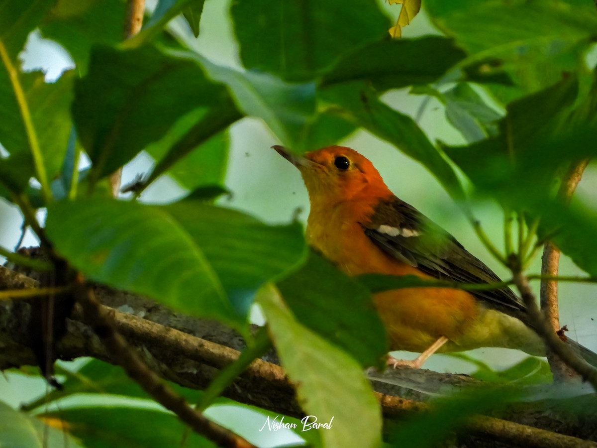 Orange-headed Thrush - ML625360347