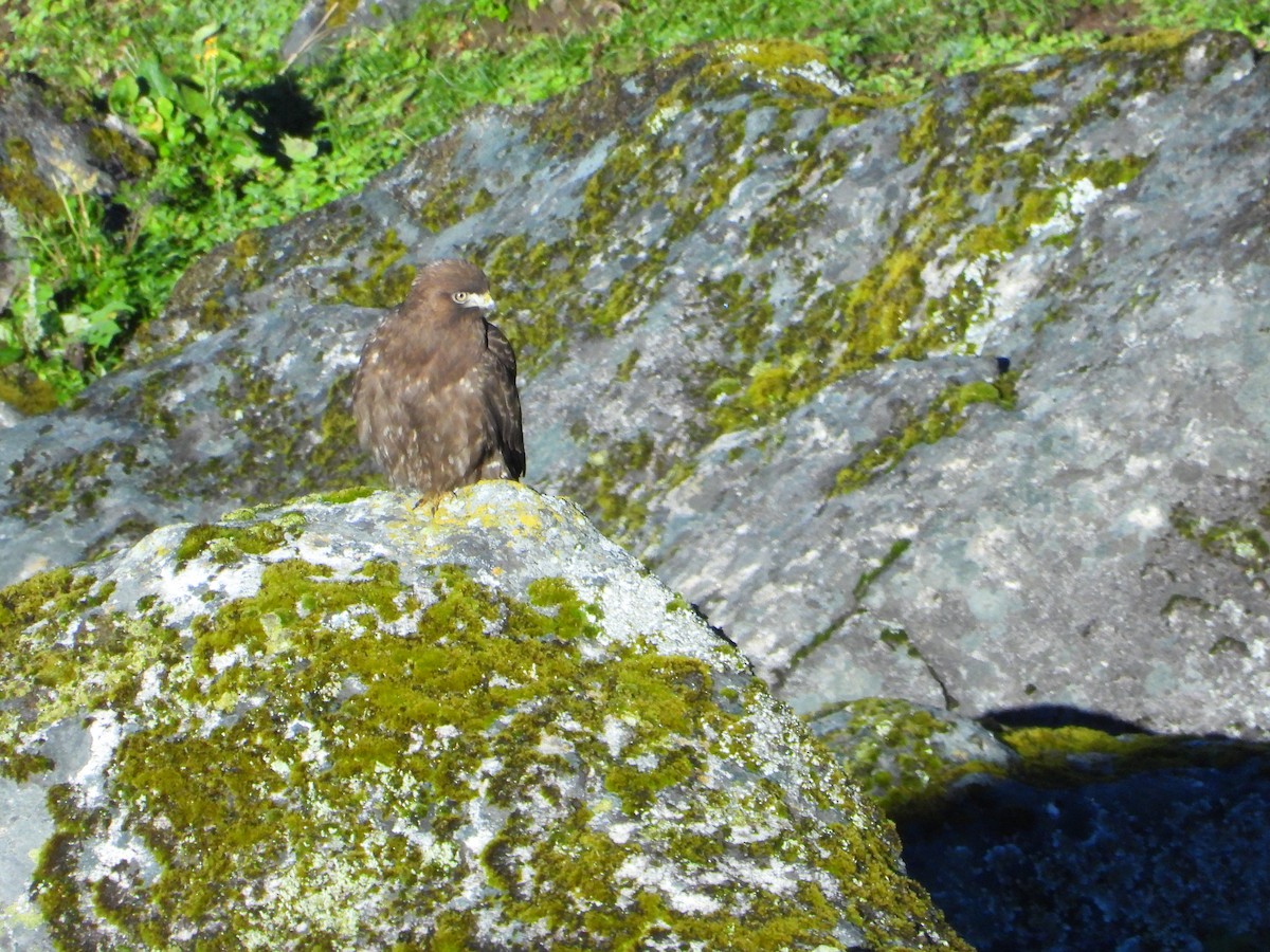Upland Buzzard - ML625360408