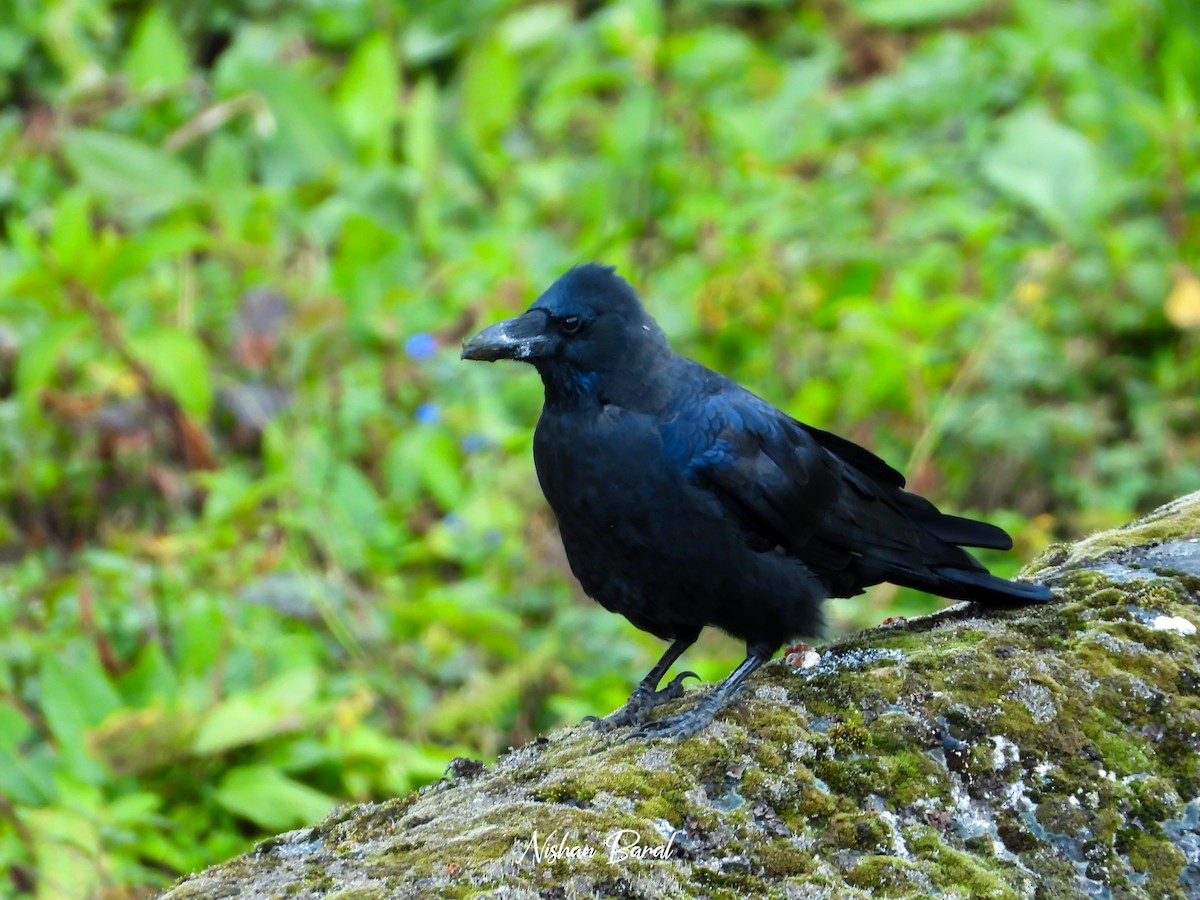 Common Raven - ML625360420