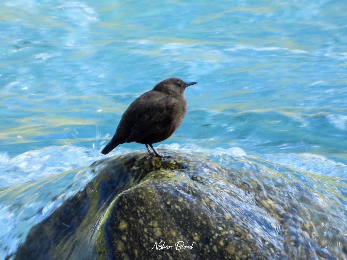Brown Dipper - ML625360427