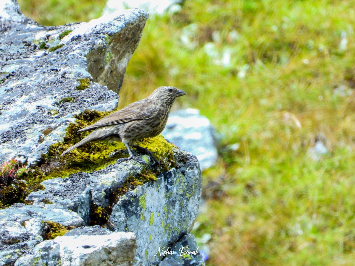 Red-fronted Rosefinch - ML625360439