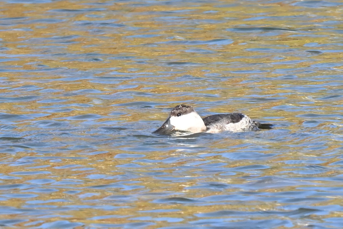 Ruddy Duck - ML625360450