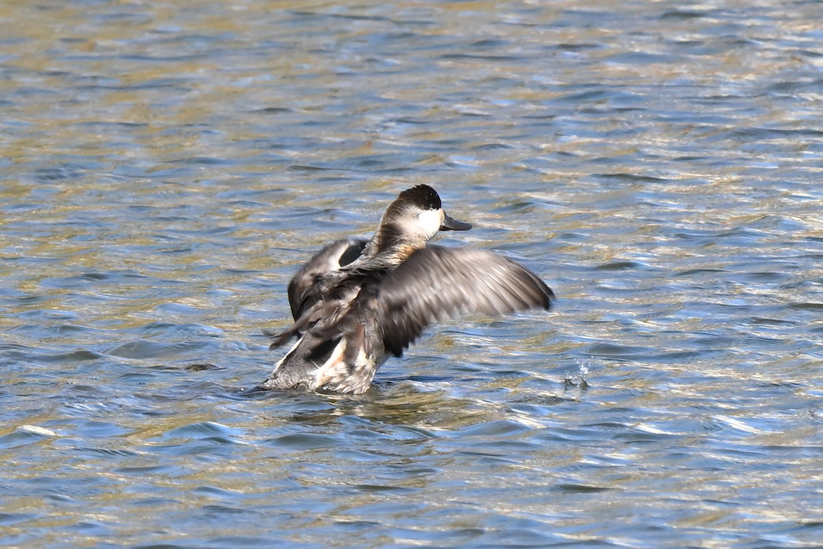 Ruddy Duck - ML625360451