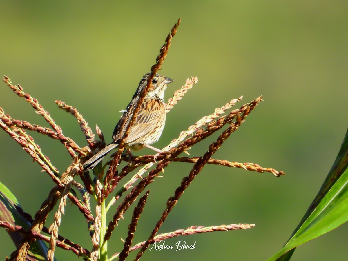 Chestnut-eared Bunting - ML625360456