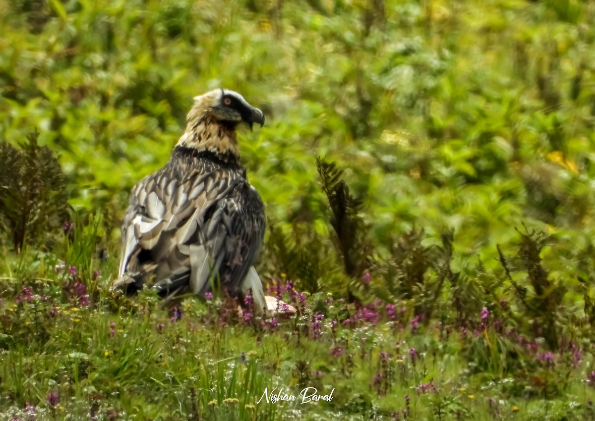 Bearded Vulture - ML625360468