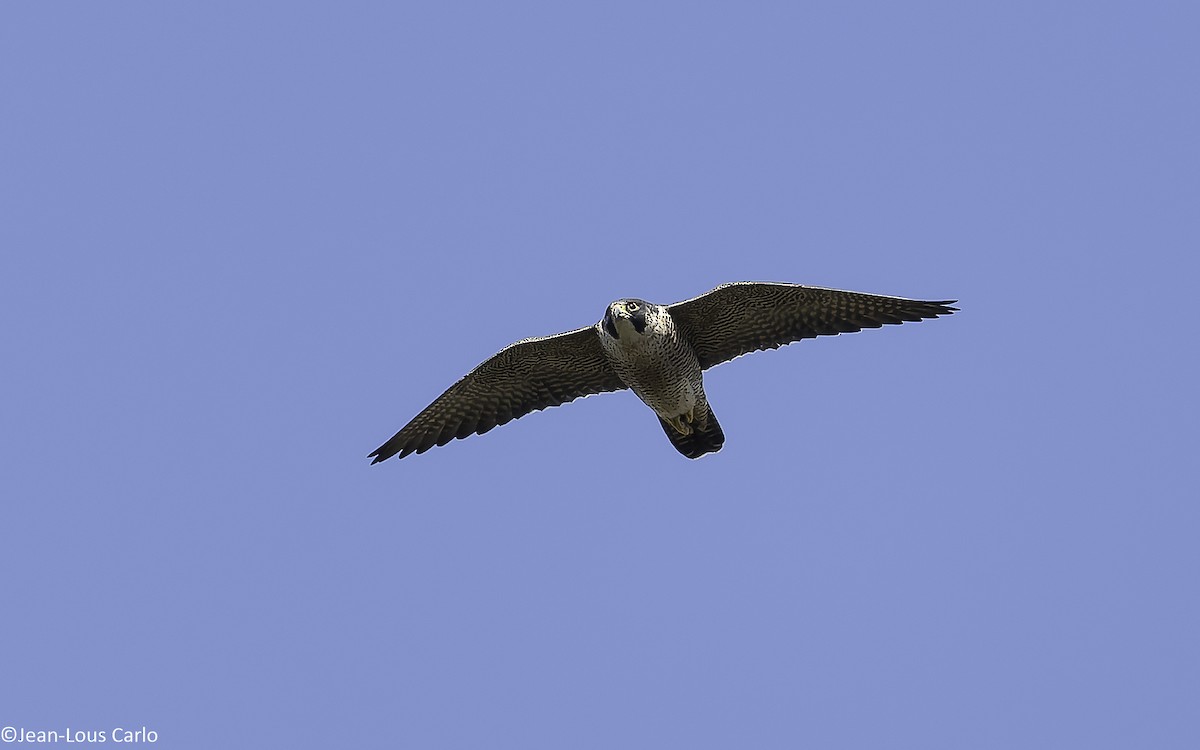 Peregrine Falcon (African) - ML625360496
