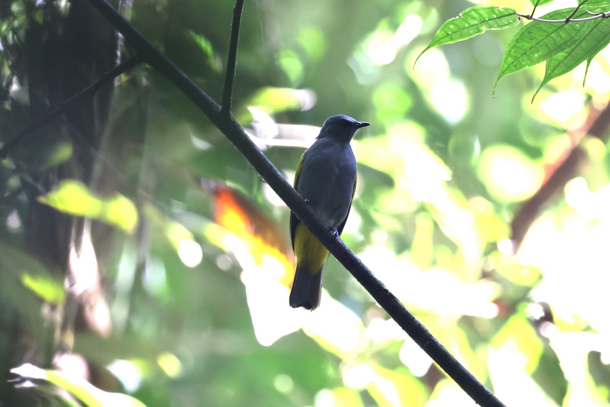 Gray-bellied Bulbul - ML625360498