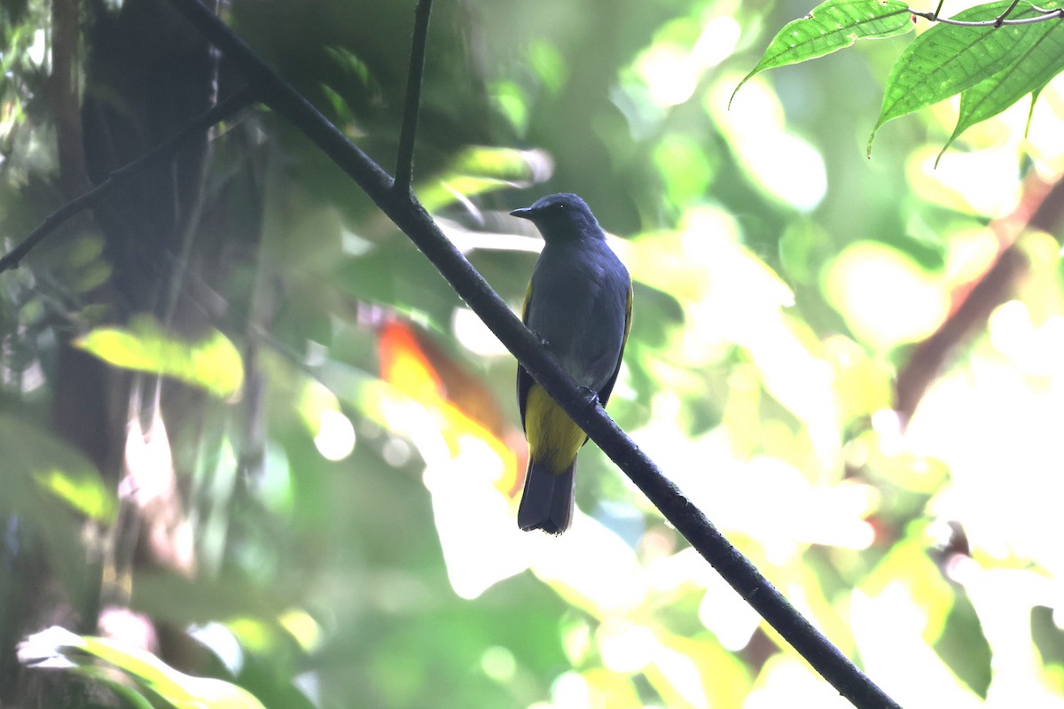 Gray-bellied Bulbul - ML625360502