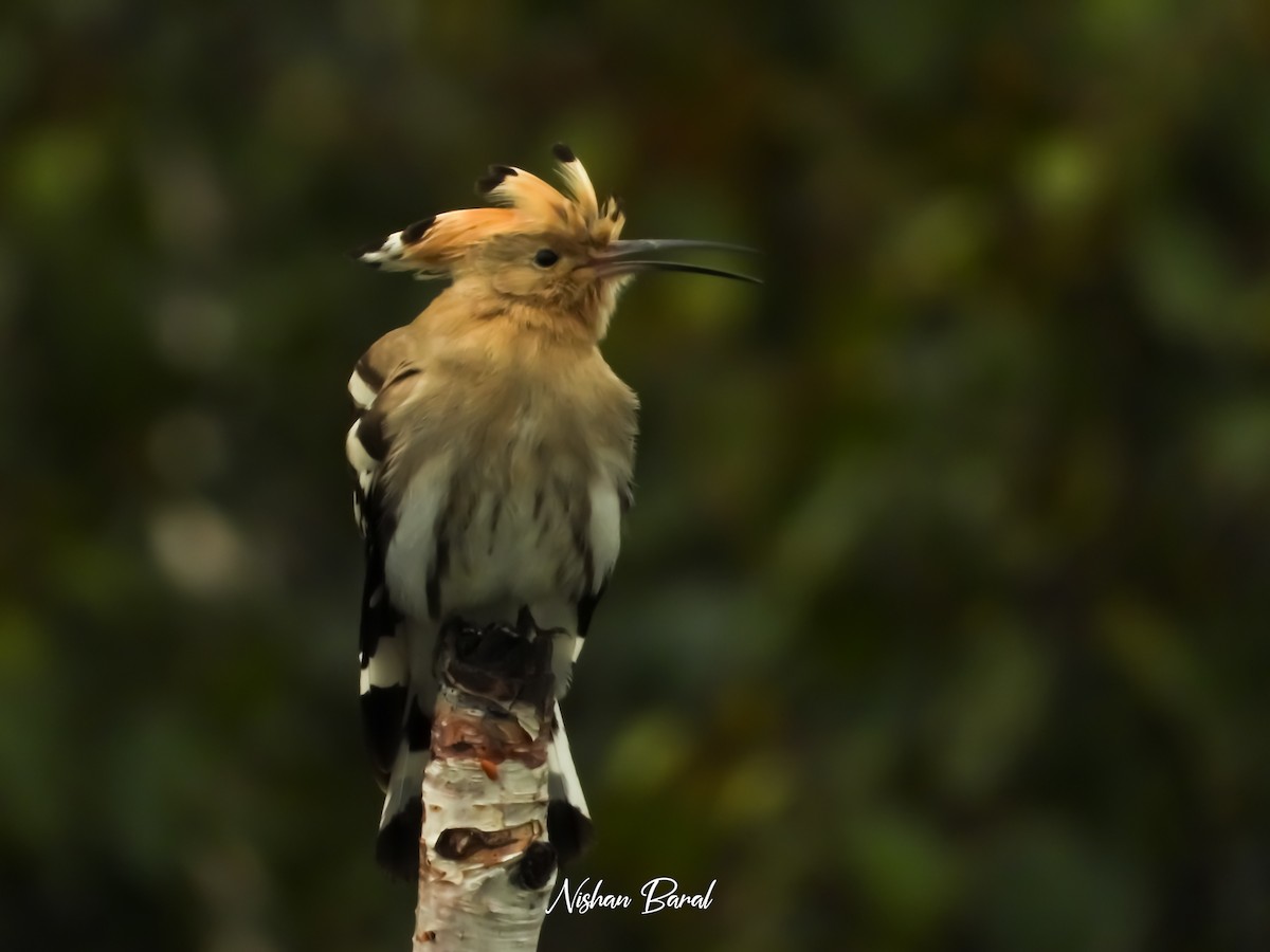 Common Hoopoe - ML625360524
