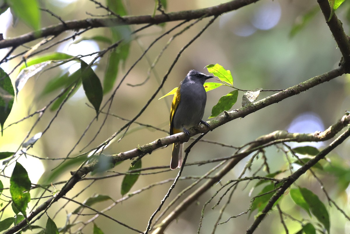 Gray-bellied Bulbul - ML625360534