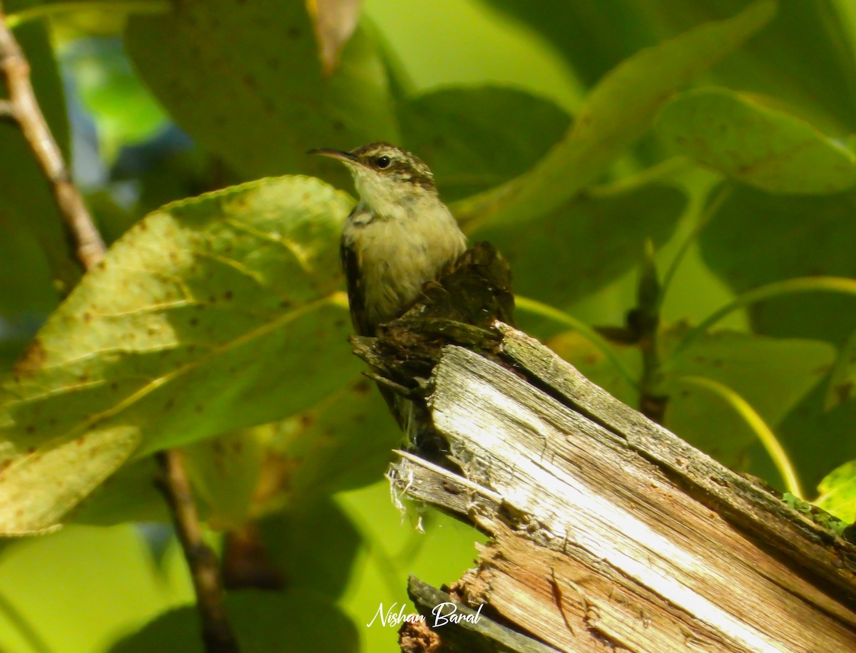 Bar-tailed Treecreeper - ML625360536