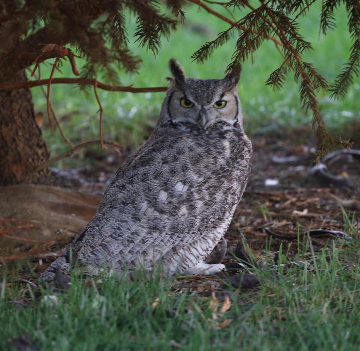 Great Horned Owl - ML625360542