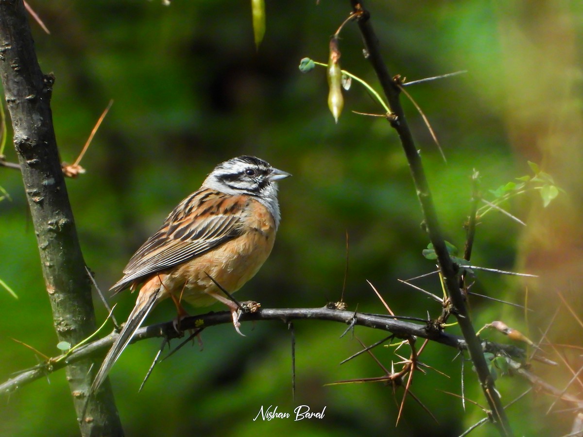 Rock Bunting - ML625360550