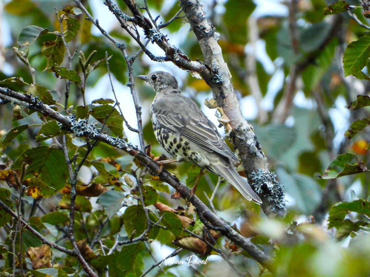 Mistle Thrush - ML625360556