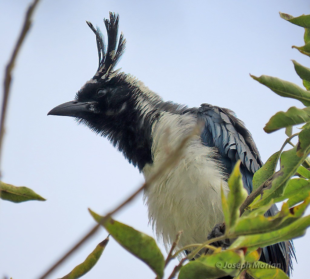 Black-throated Magpie-Jay - ML625360578