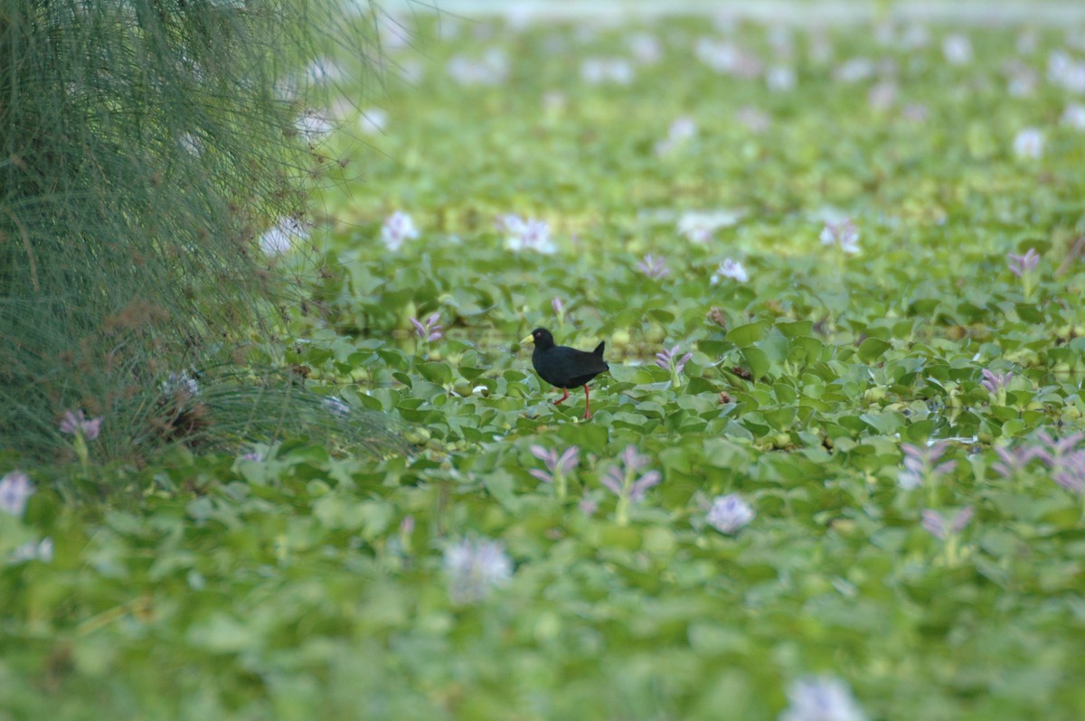 Black Crake - ML625360596