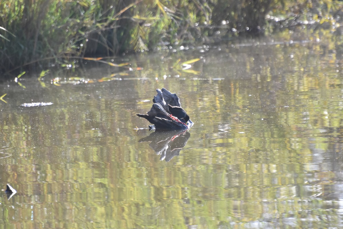 Black Crake - ML625360640