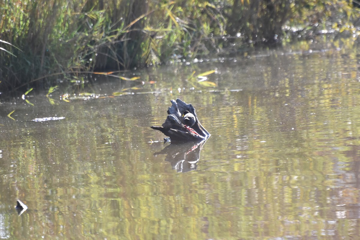 Black Crake - ML625360641