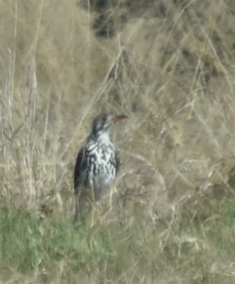 Groundscraper Thrush - ML625360664