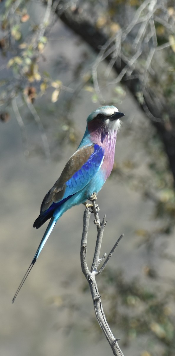 Lilac-breasted Roller - ML625360683