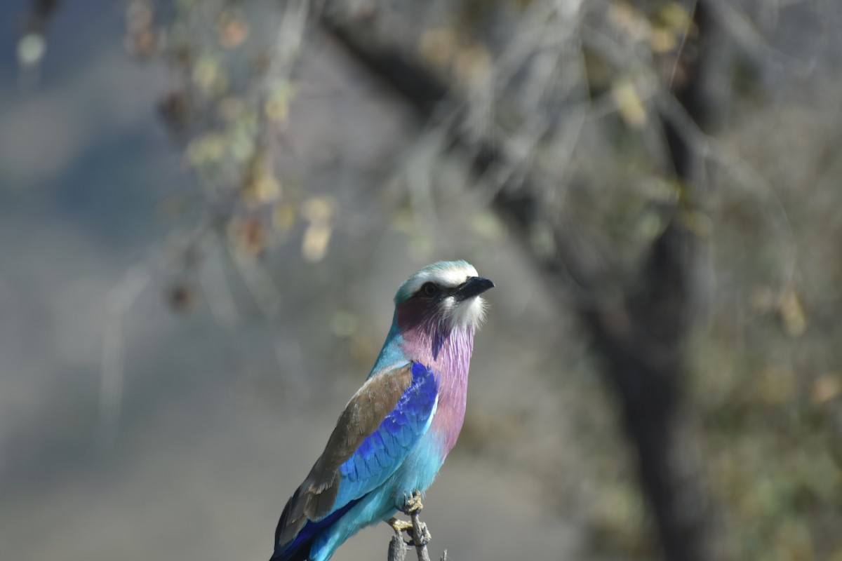 Lilac-breasted Roller - ML625360686