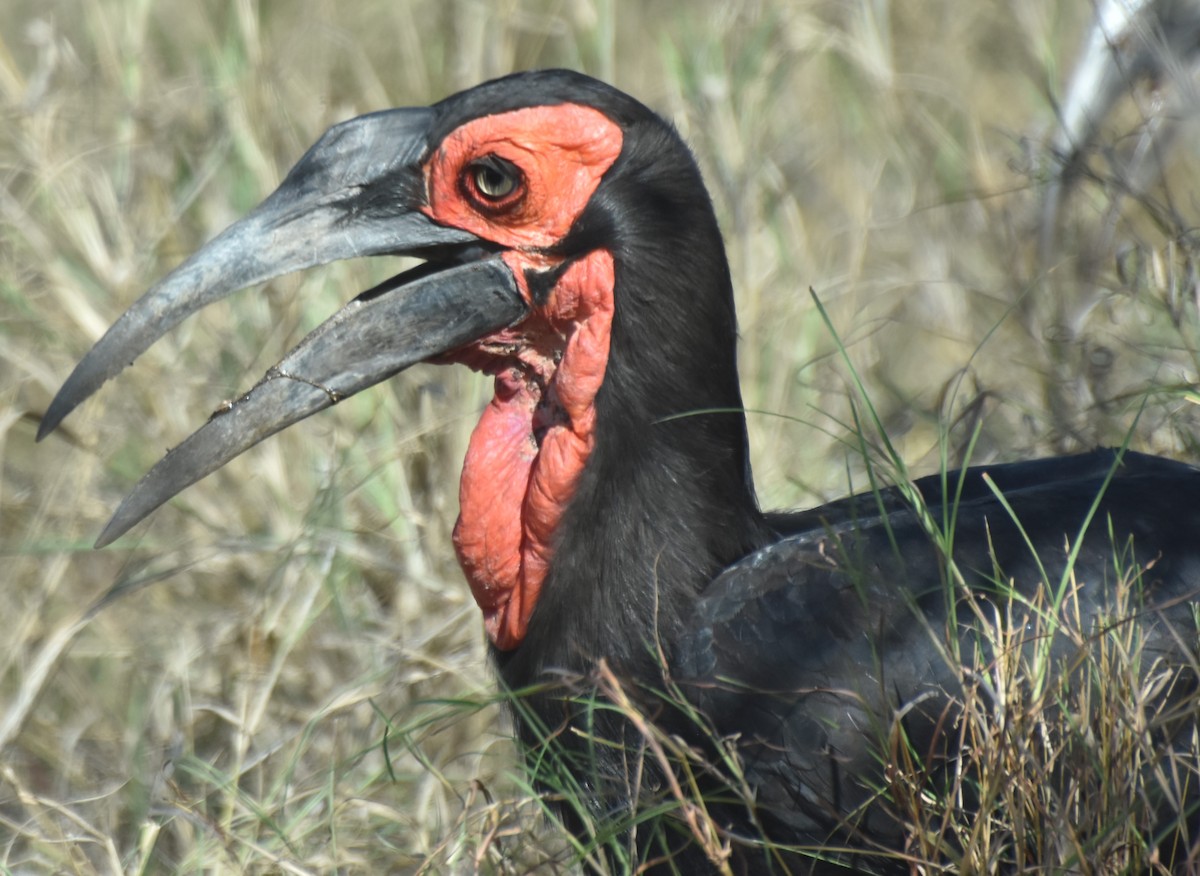 Southern Ground-Hornbill - ML625360696