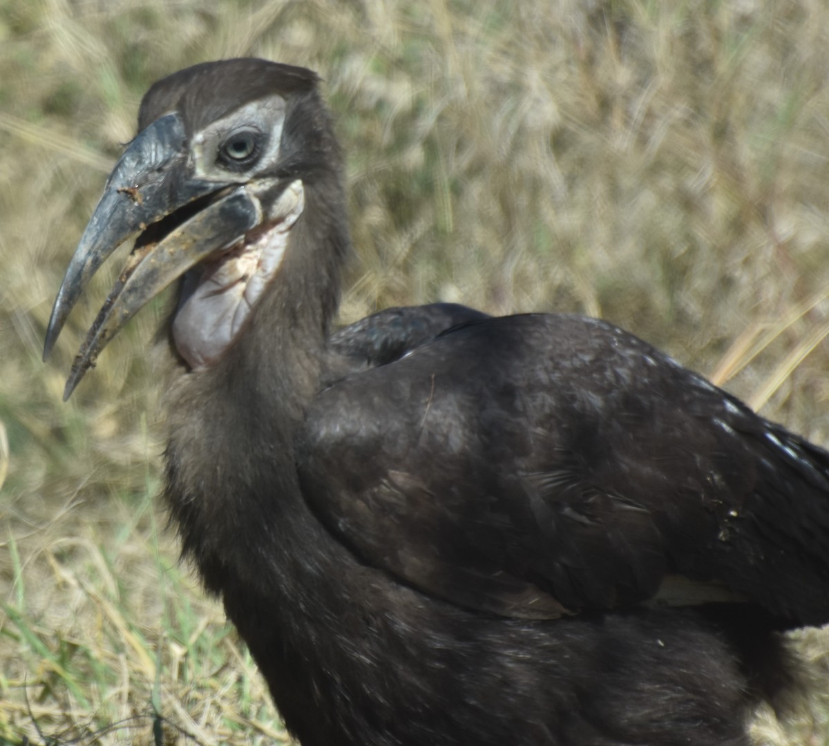 Southern Ground-Hornbill - ML625360697