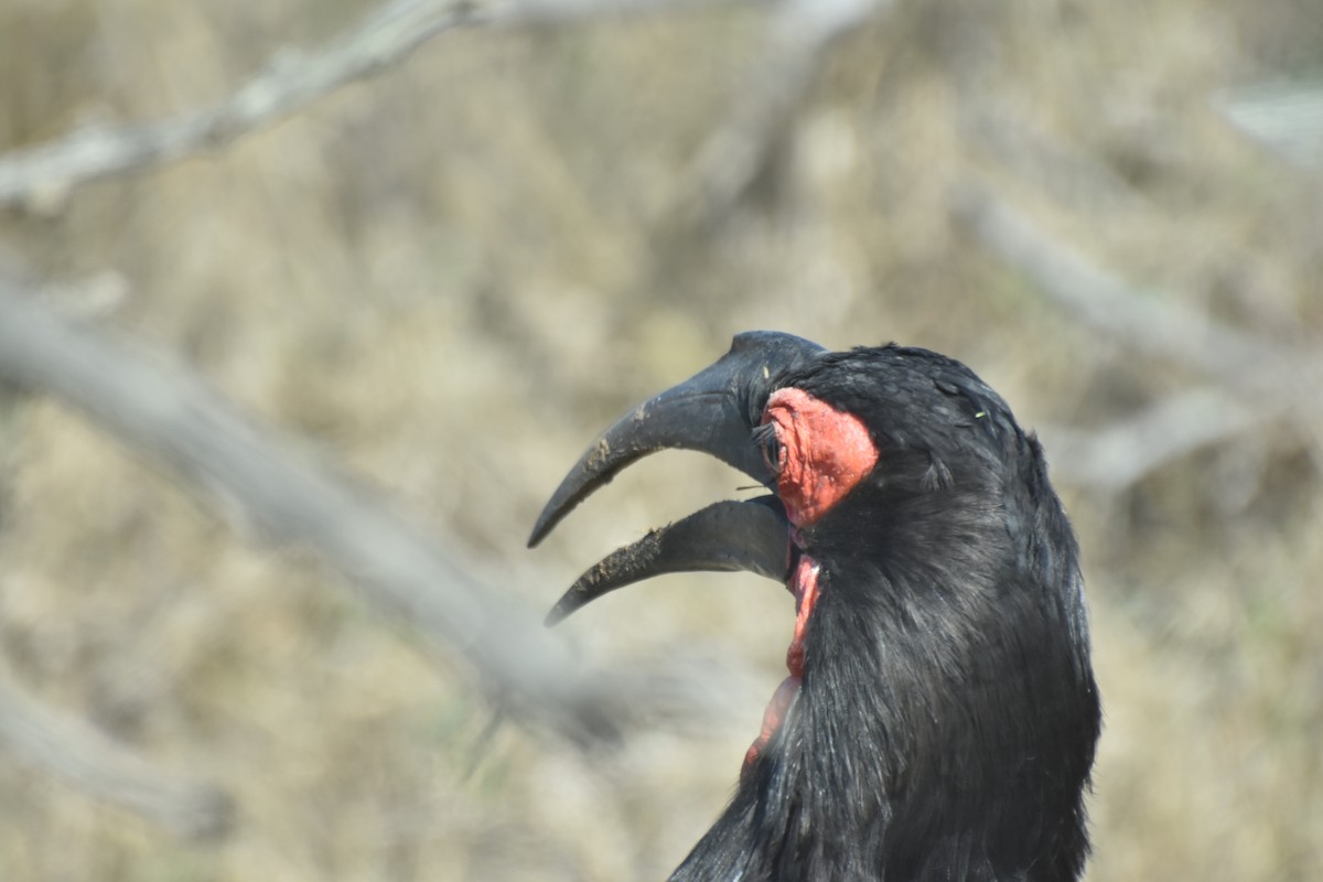 Southern Ground-Hornbill - ML625360698