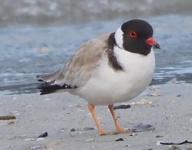 Hooded Plover - ML625360745