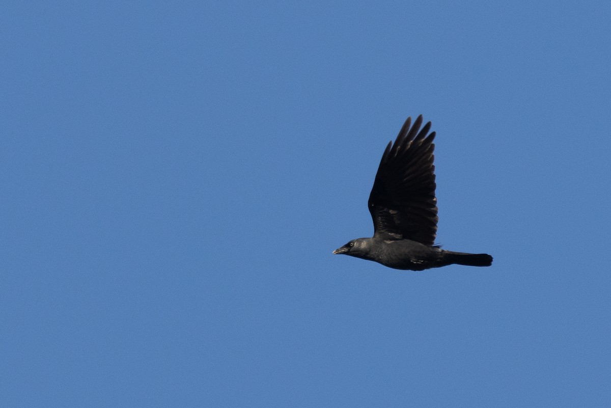 Eurasian Jackdaw - Marc Gálvez