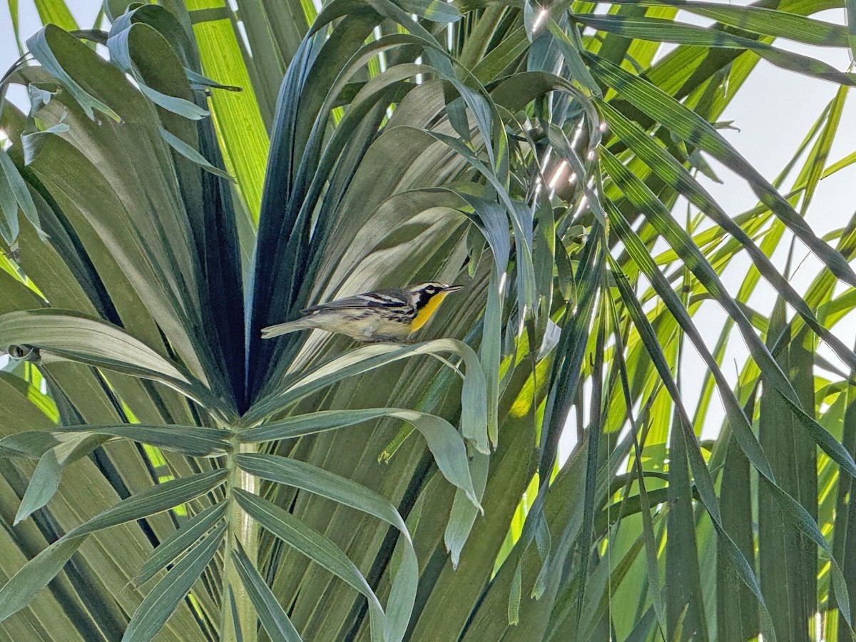 Yellow-throated Warbler - Samuel Paul Galick