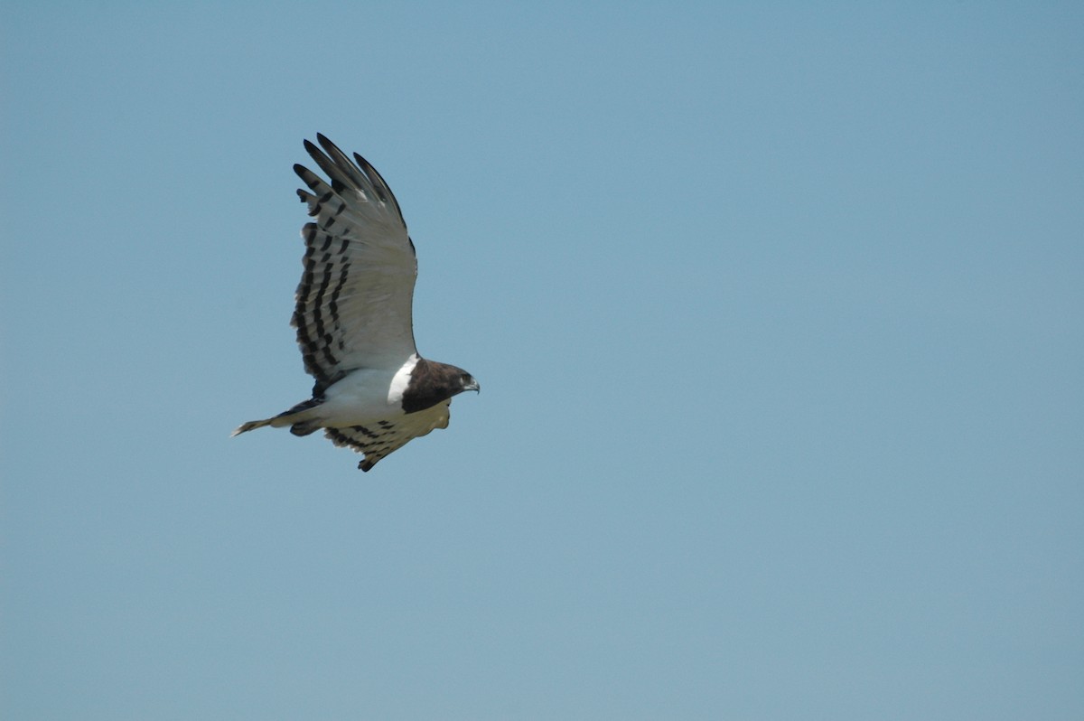 Black-chested Snake-Eagle - ML625360885