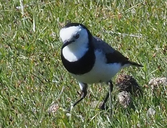 White-fronted Chat - ML625360950