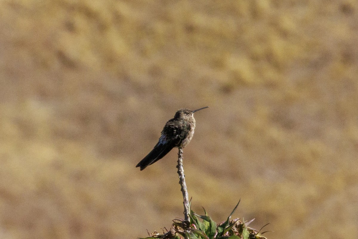 Giant Hummingbird - ML625360997