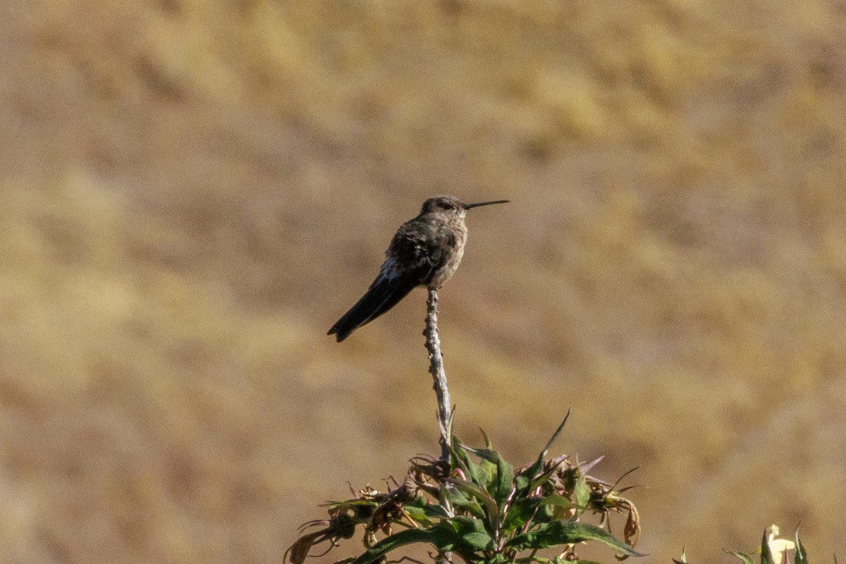 Colibri géant - ML625360998